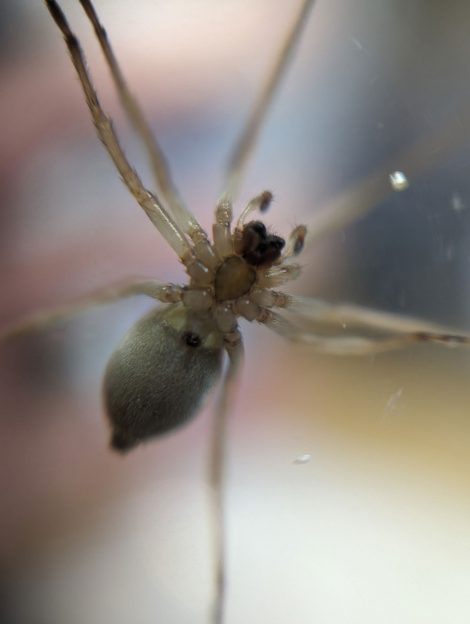 Giant Yellow Sac Spider - adult female