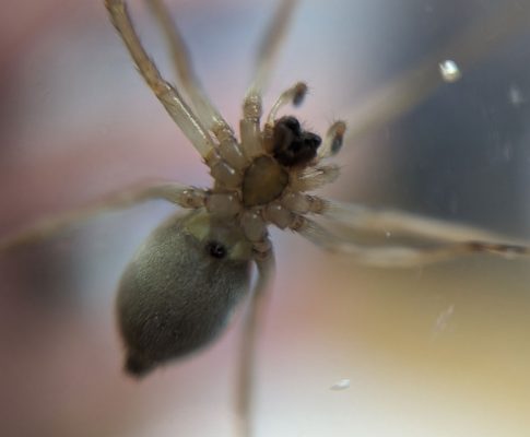 My Spider Journal: Close Encounters