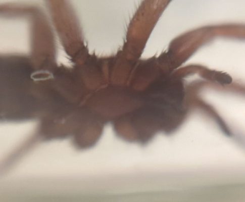 My Spider Journal: Octopamine Rush
