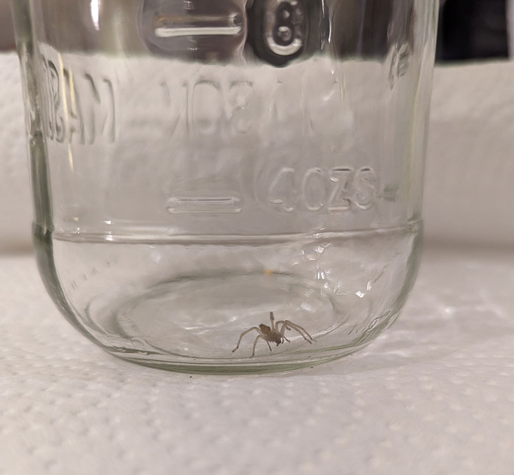 Yellow Sac Spider